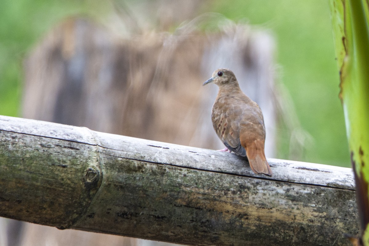 Ruddy Ground Dove - ML616414626