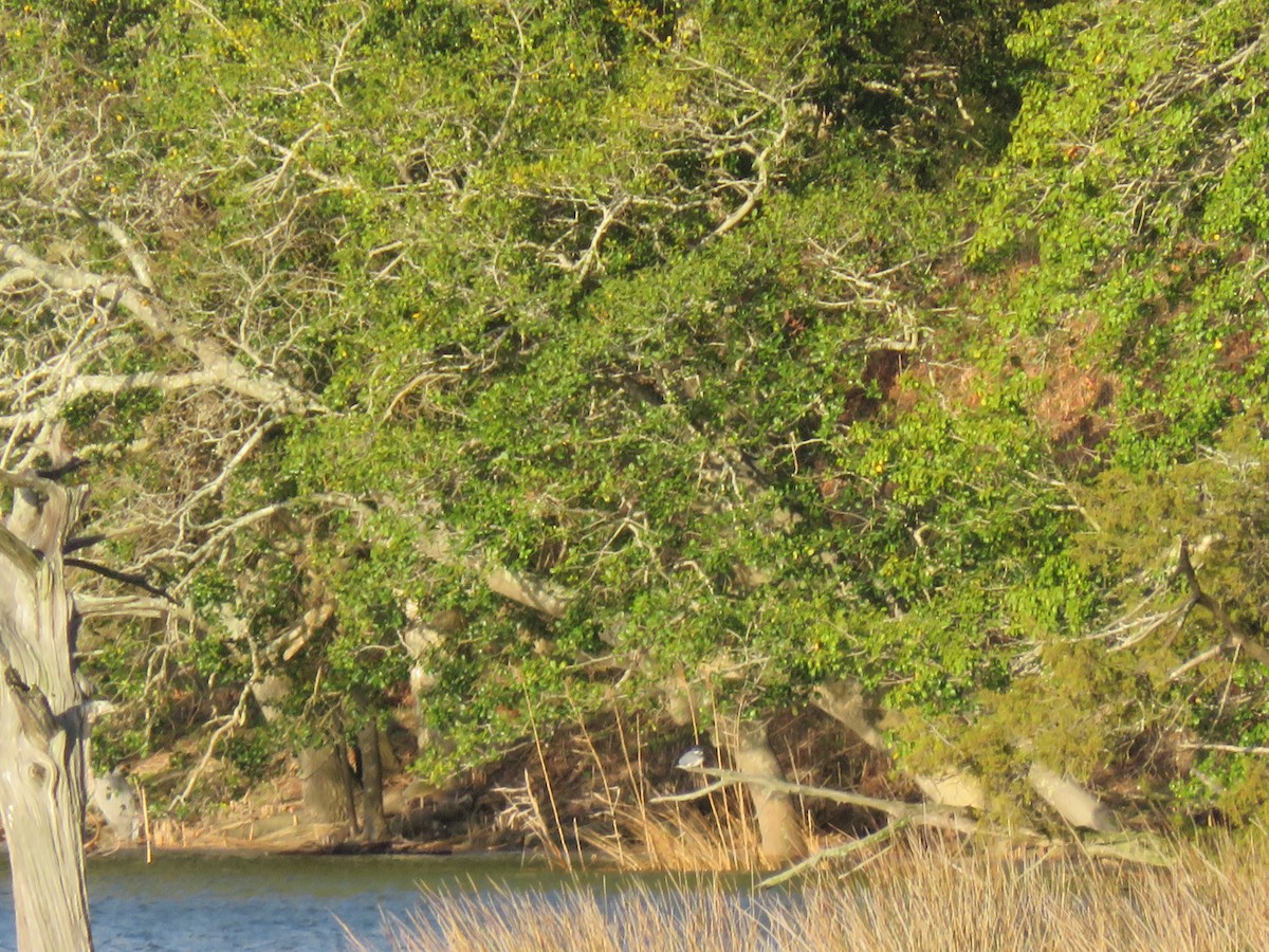 Belted Kingfisher - ML616414628