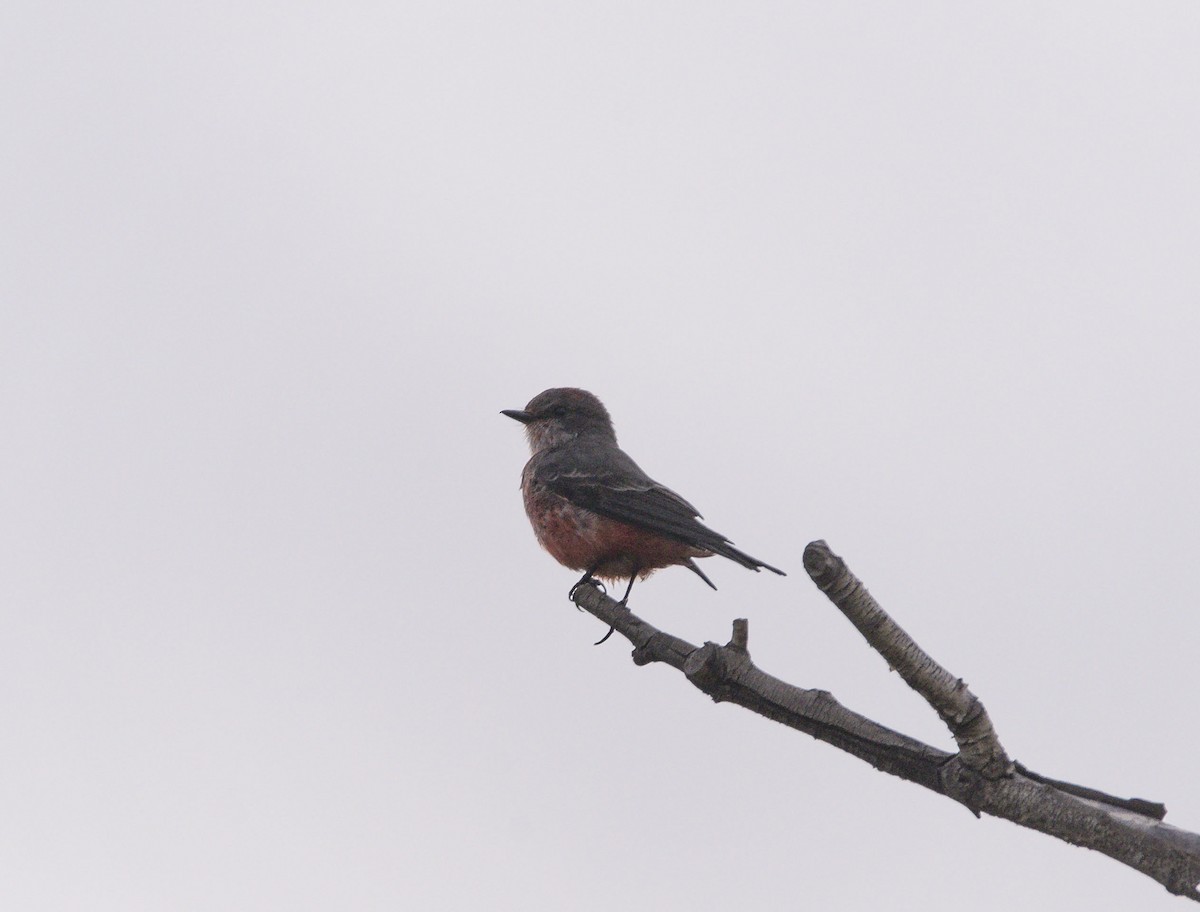 Vermilion Flycatcher - Williams Daniel Nuñez