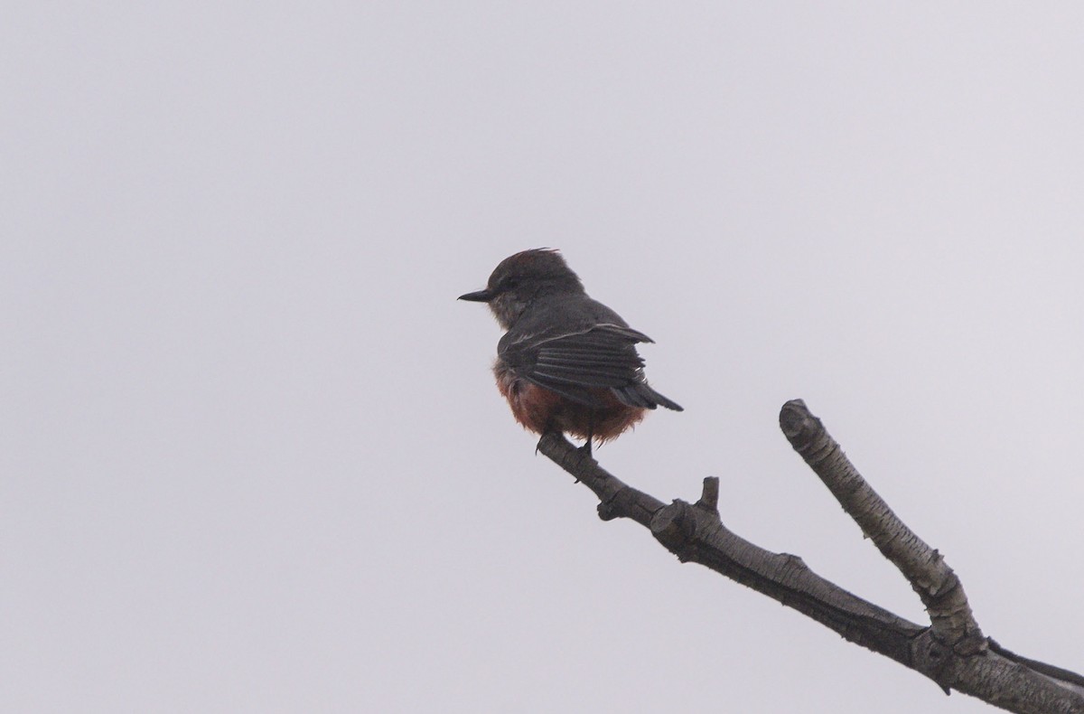 Vermilion Flycatcher - Williams Daniel Nuñez