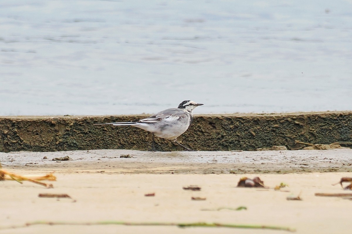 White Wagtail (ocularis) - ML616414688