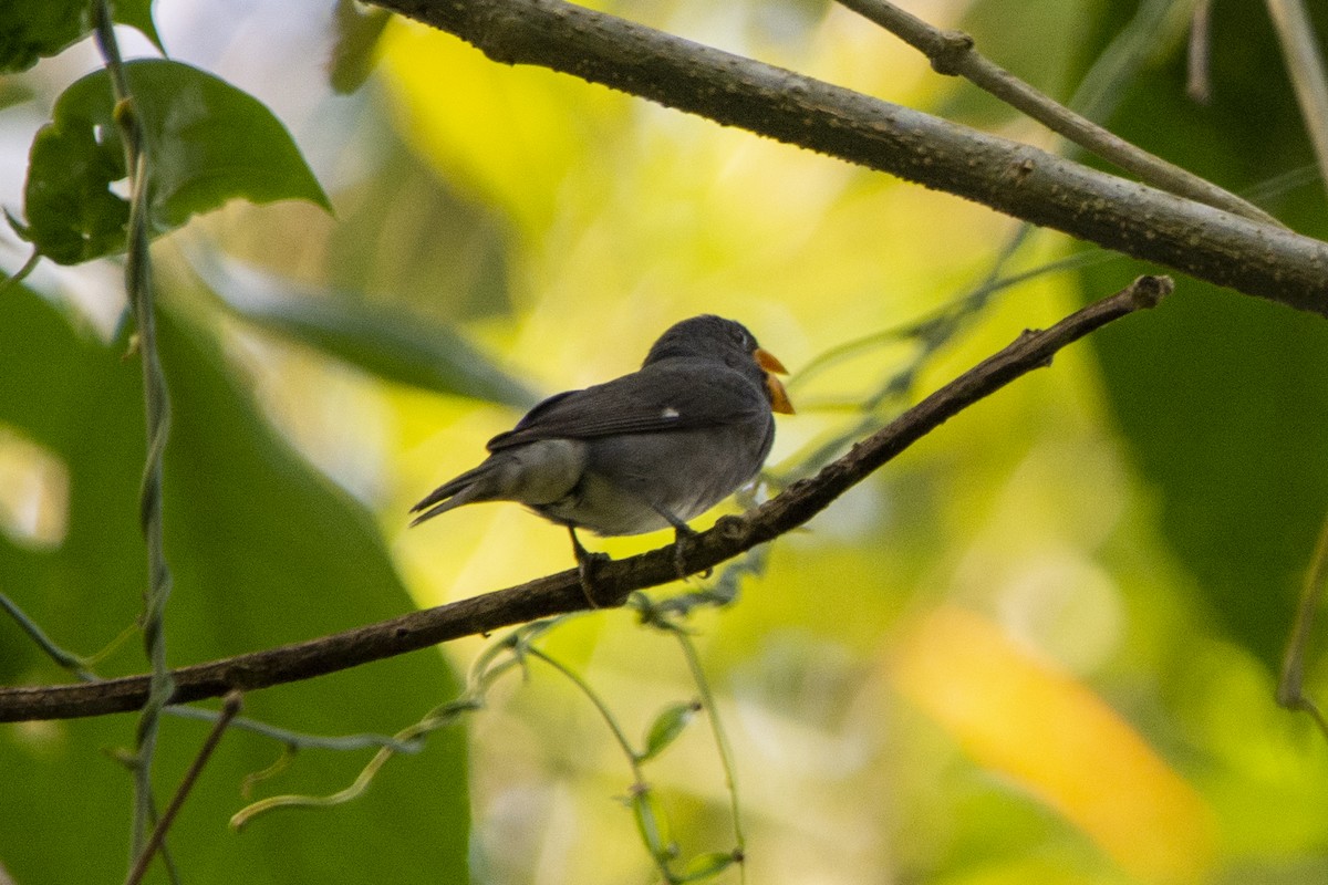 Slate-colored Seedeater - Francisco Dubón