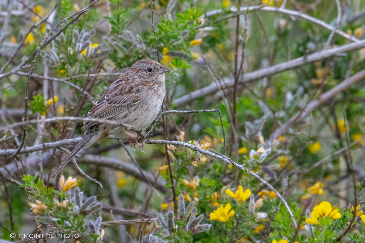 Cassin's Sparrow - ML616414719