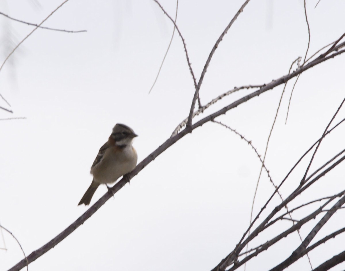 Rufous-collared Sparrow - Williams Daniel Nuñez