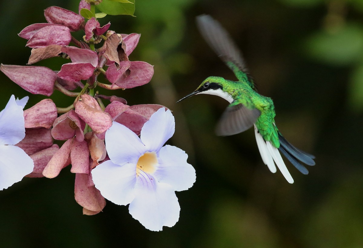 kolibřík purpurovohlavý - ML616414781