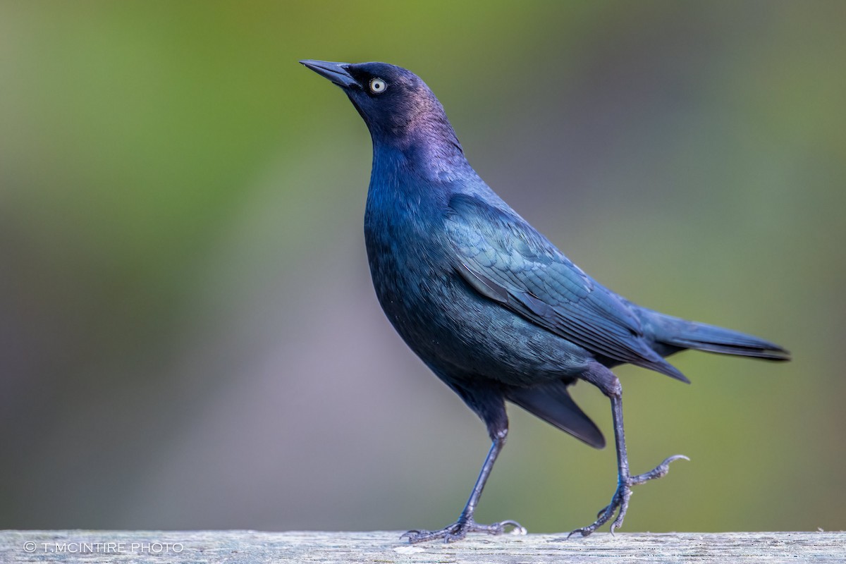 Brewer's Blackbird - ML616414813