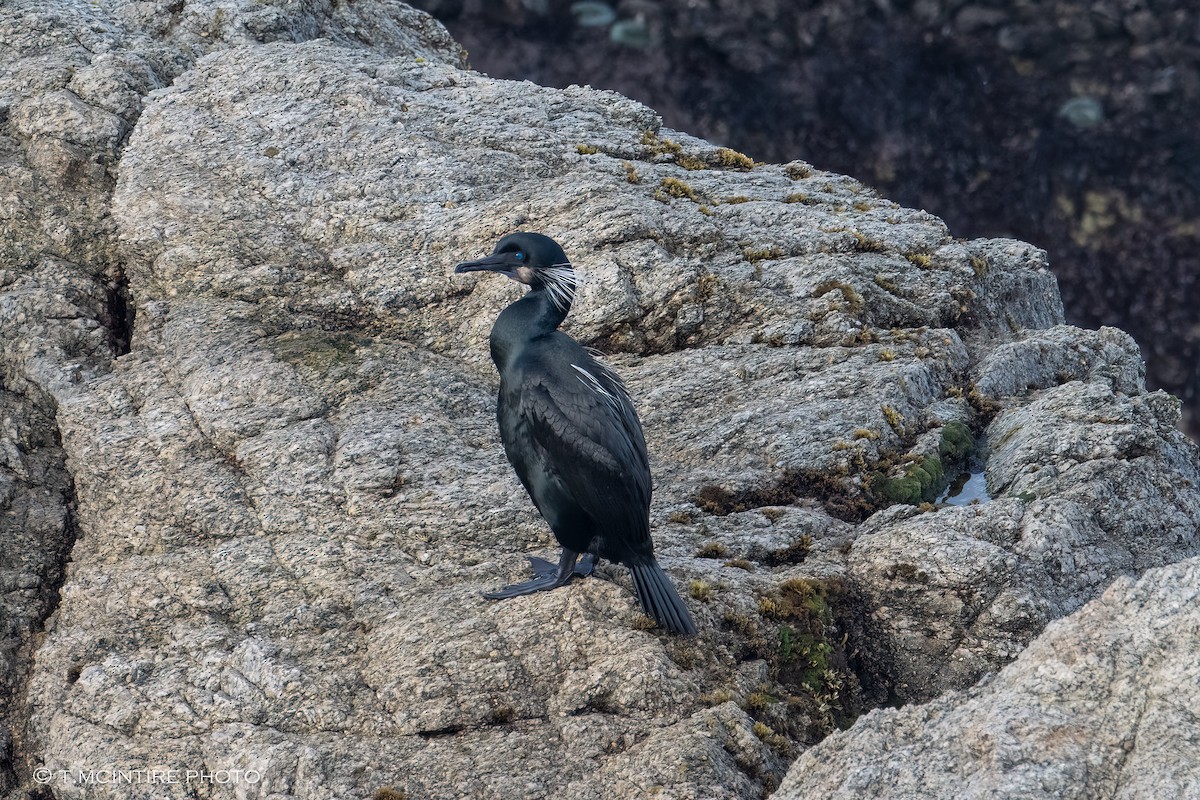 Brandt's Cormorant - ML616414827