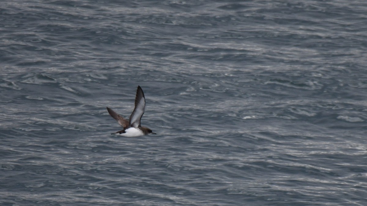 Fluttering Shearwater - ML616414855