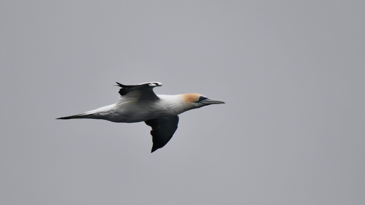 Australasian Gannet - ML616414864