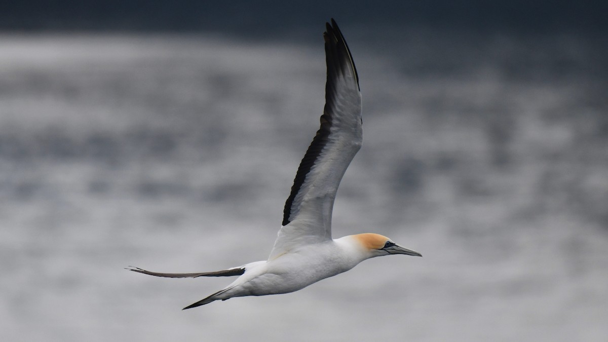 Australasian Gannet - ML616414865