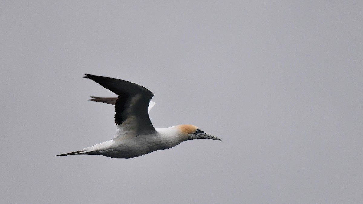 Australasian Gannet - ML616414866