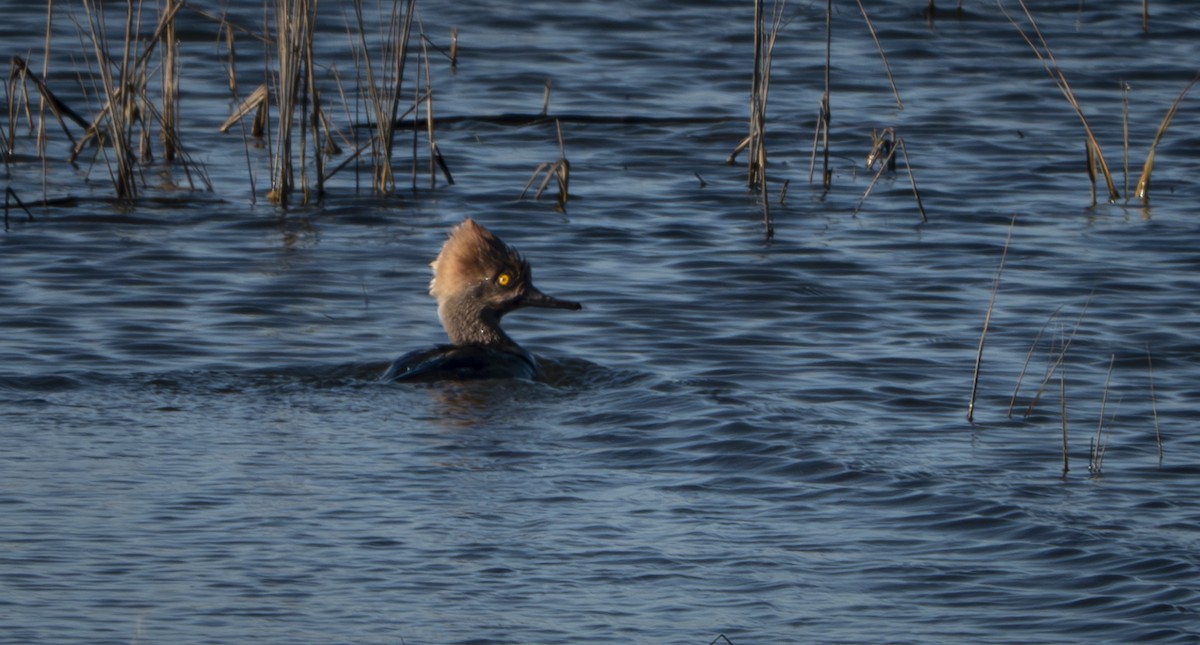 Hooded Merganser - ML616414911