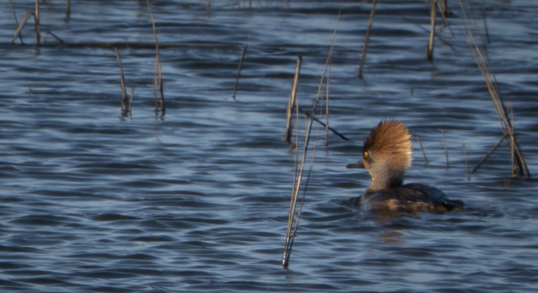 Hooded Merganser - ML616414912