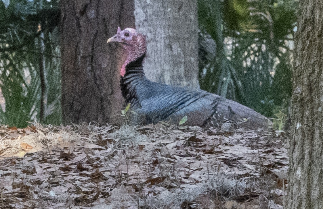 Wild Turkey - ML616414917
