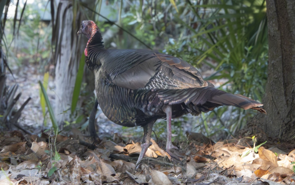 Wild Turkey - ML616414918
