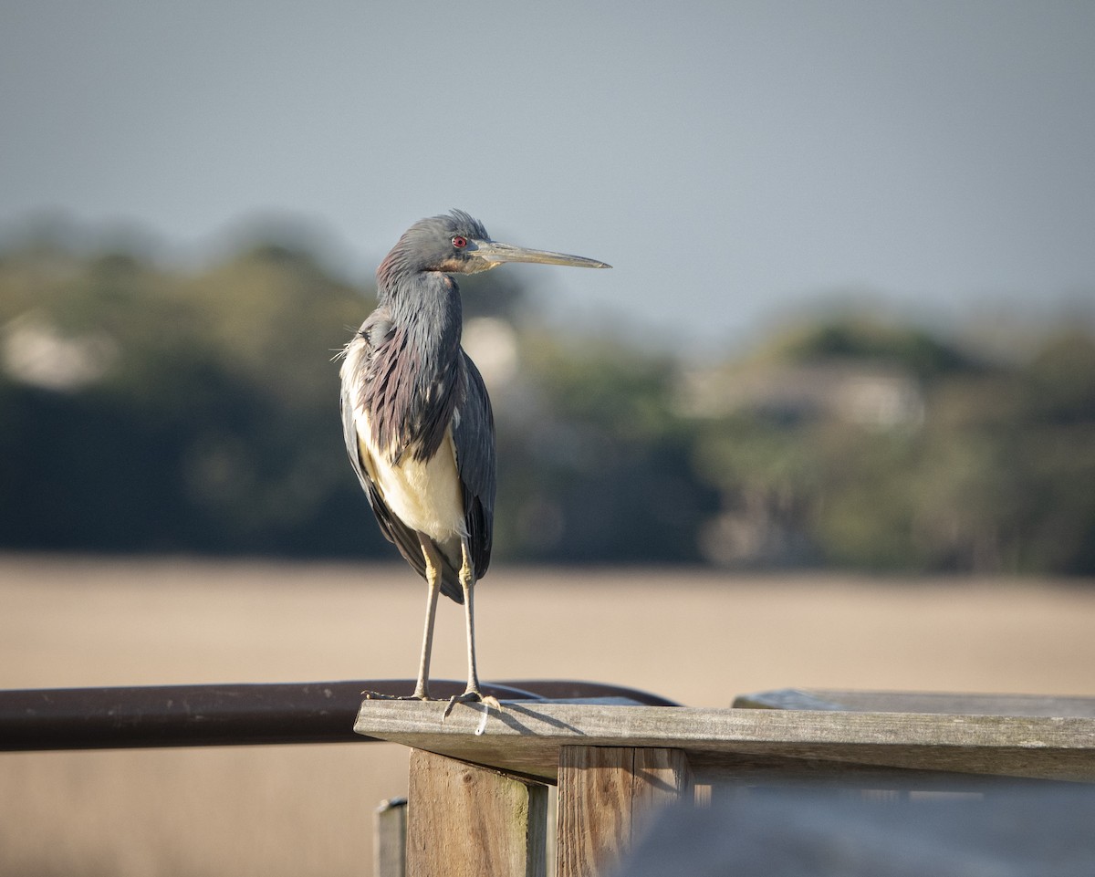Tricolored Heron - ML616414921