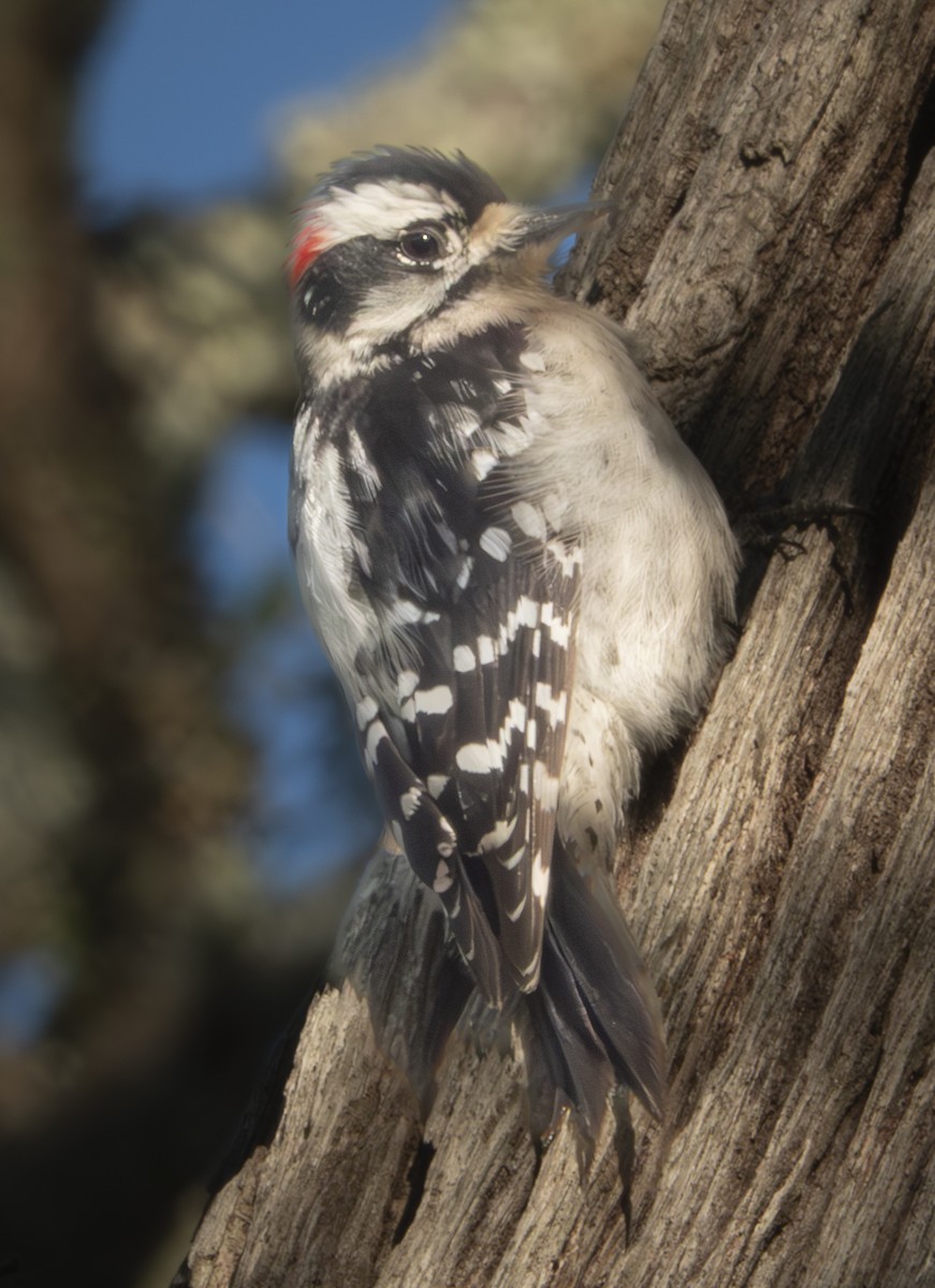 Downy Woodpecker - ML616414924