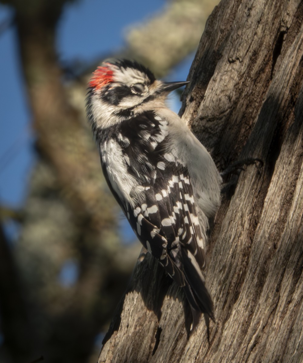 Downy Woodpecker - ML616414927