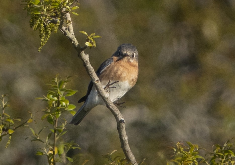 Eastern Bluebird - ML616414933
