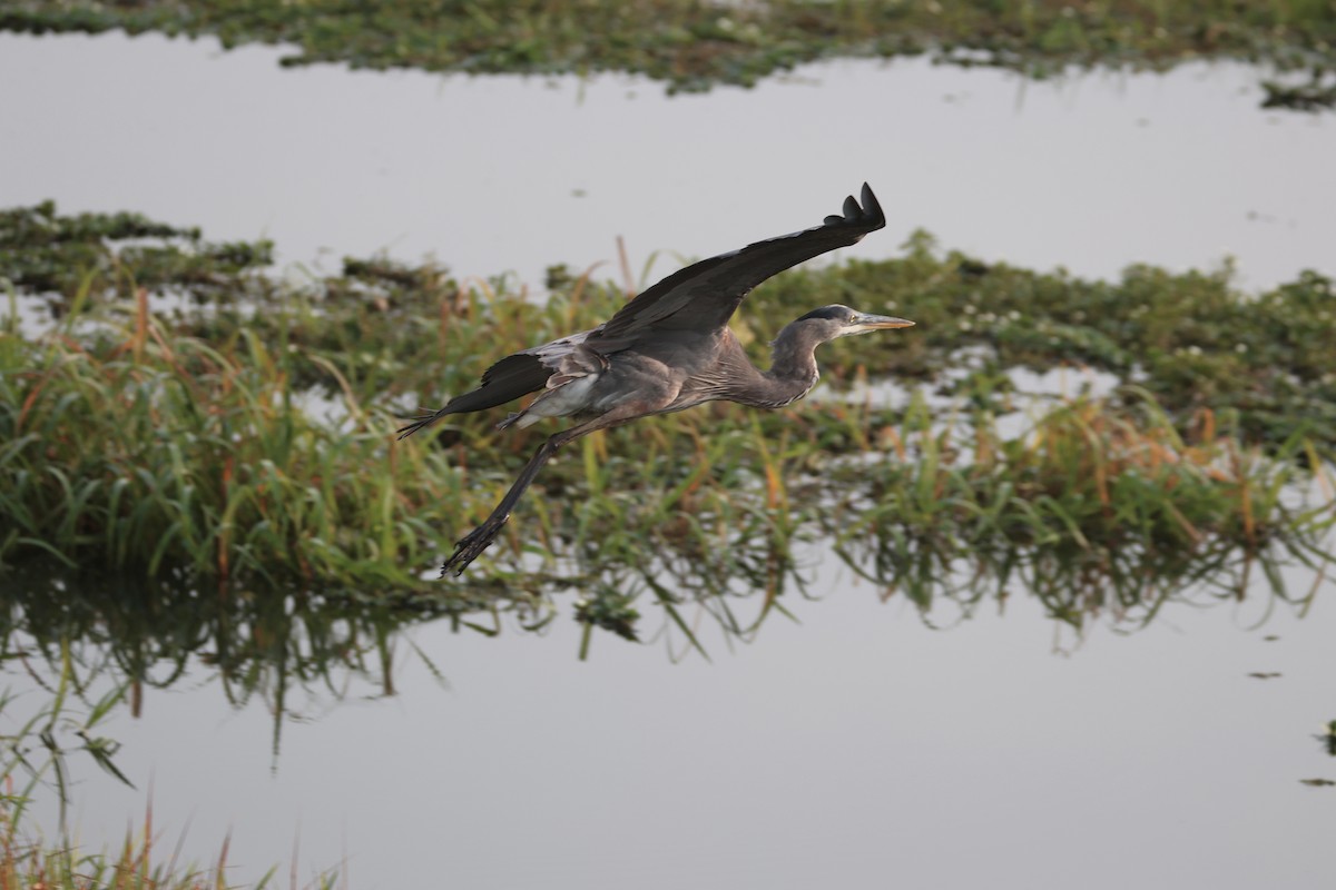 Great Blue Heron - ML616414979