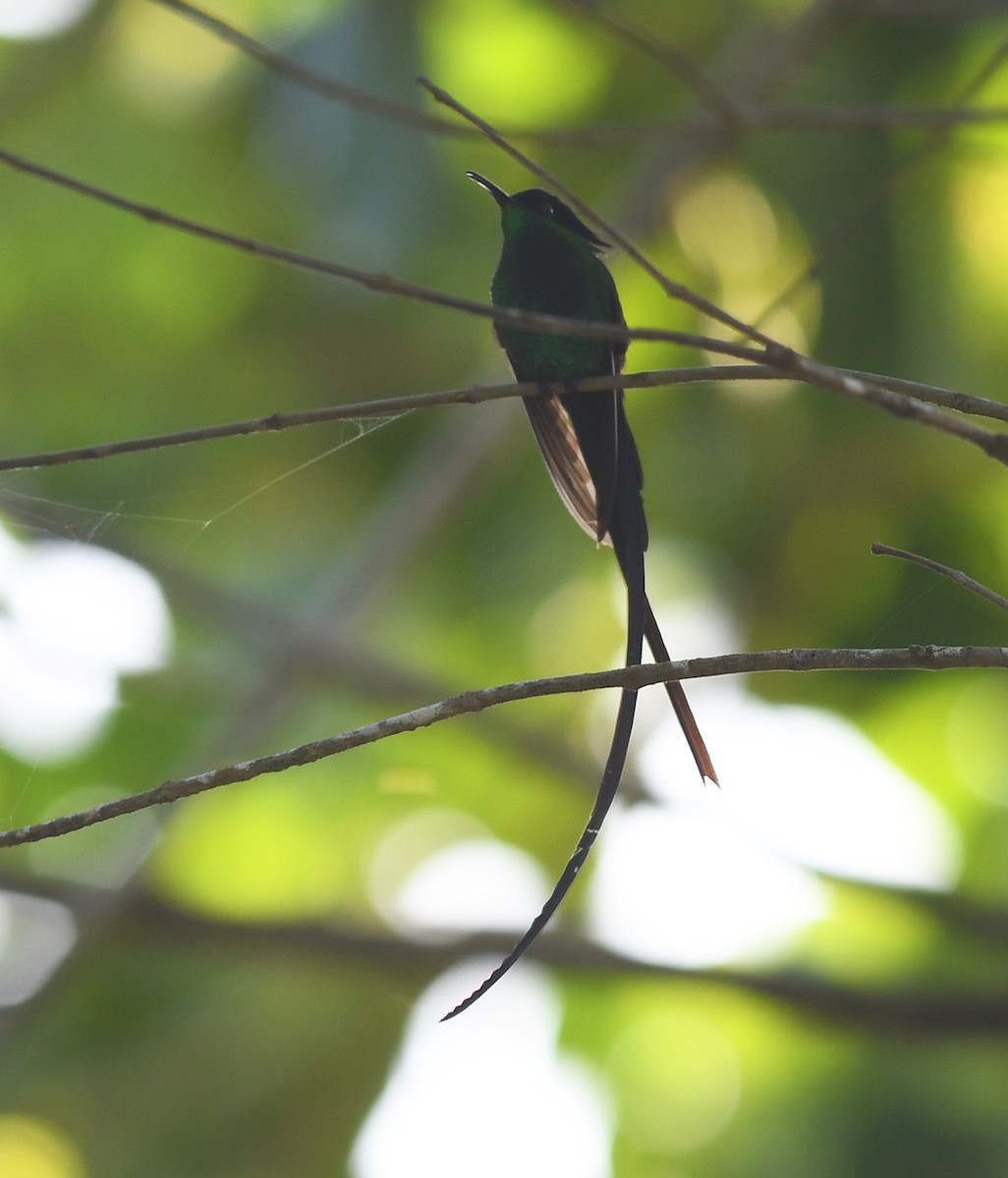 Black-billed Streamertail - Joshua Vandermeulen