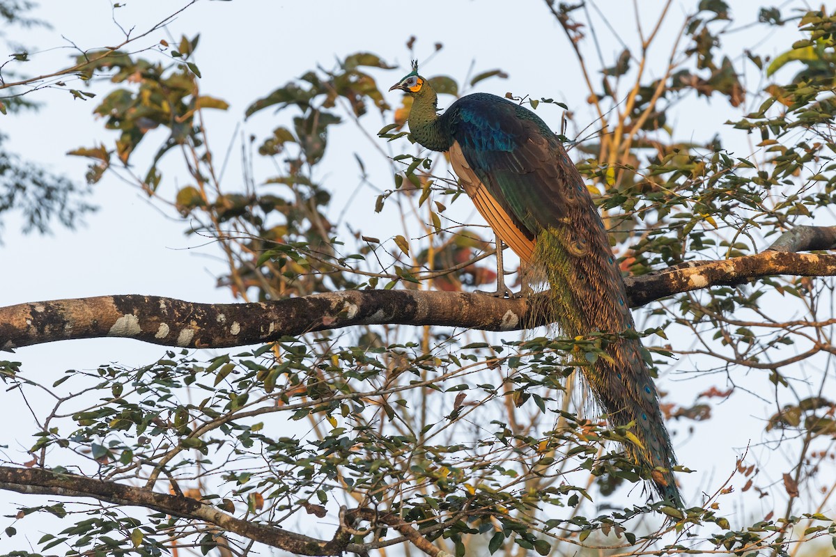 Green Peafowl - Carolien Hoek