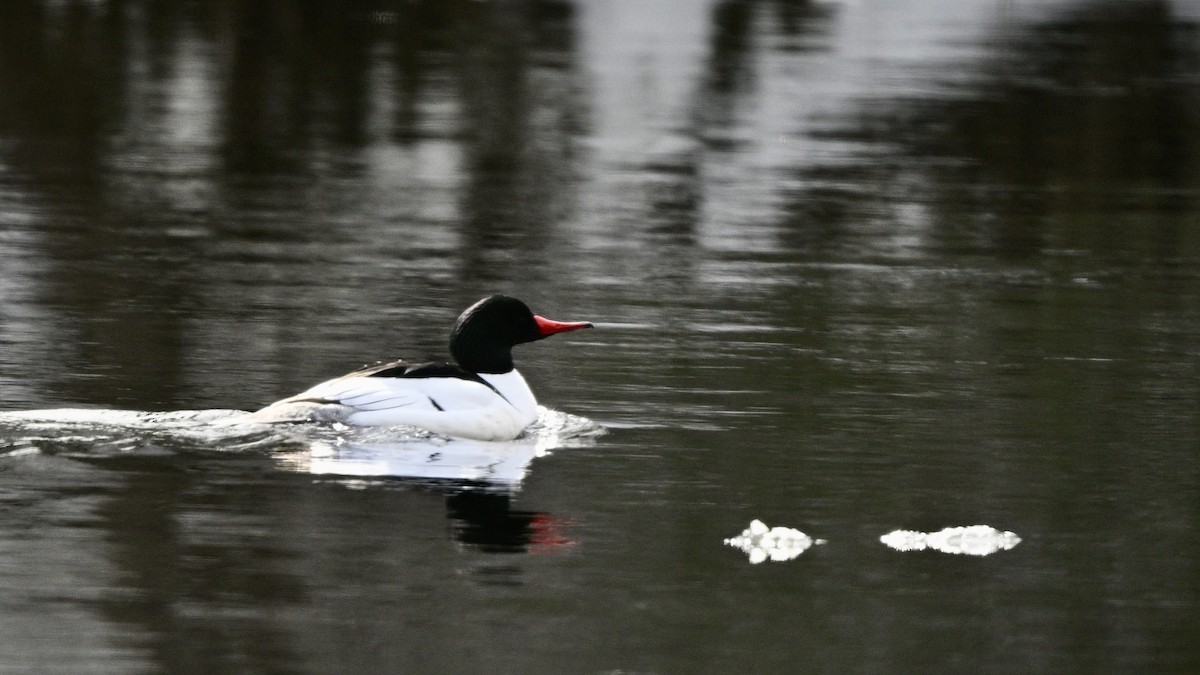 Common Merganser - ML616415046