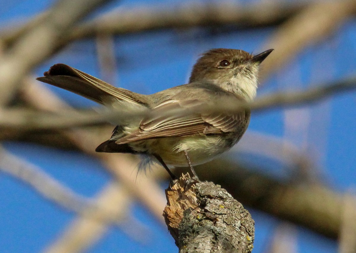 Eastern Phoebe - ML616415186