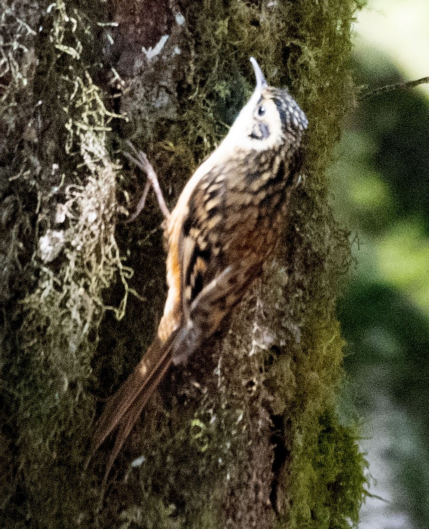 Rusty-flanked Treecreeper - ML616415207