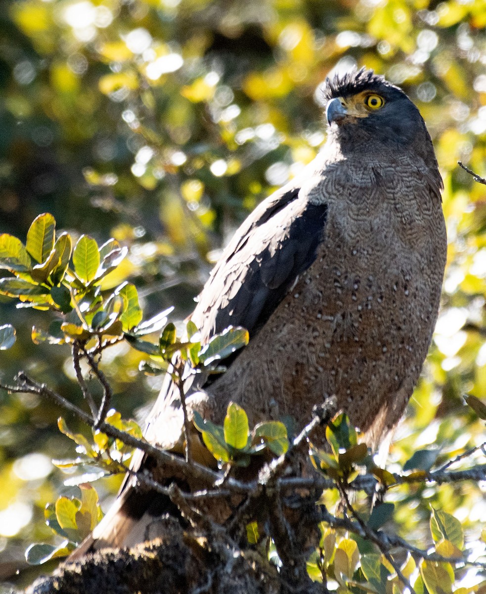 Crested Serpent-Eagle - ML616415363