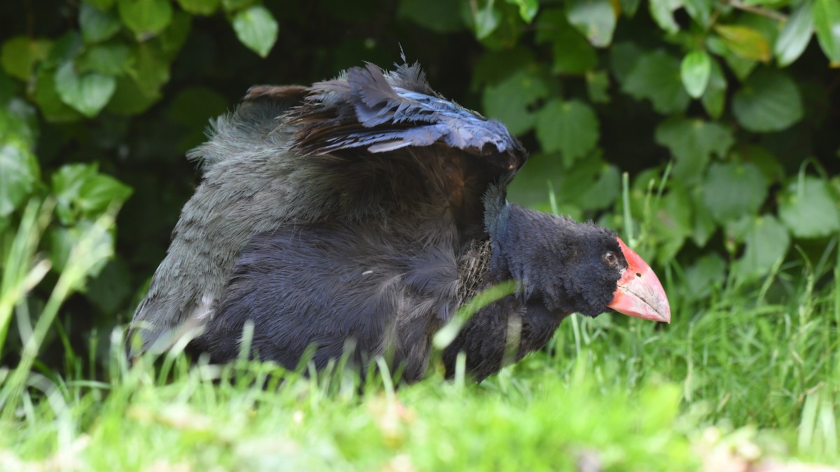 South Island Takahe - Adam Janczyszyn