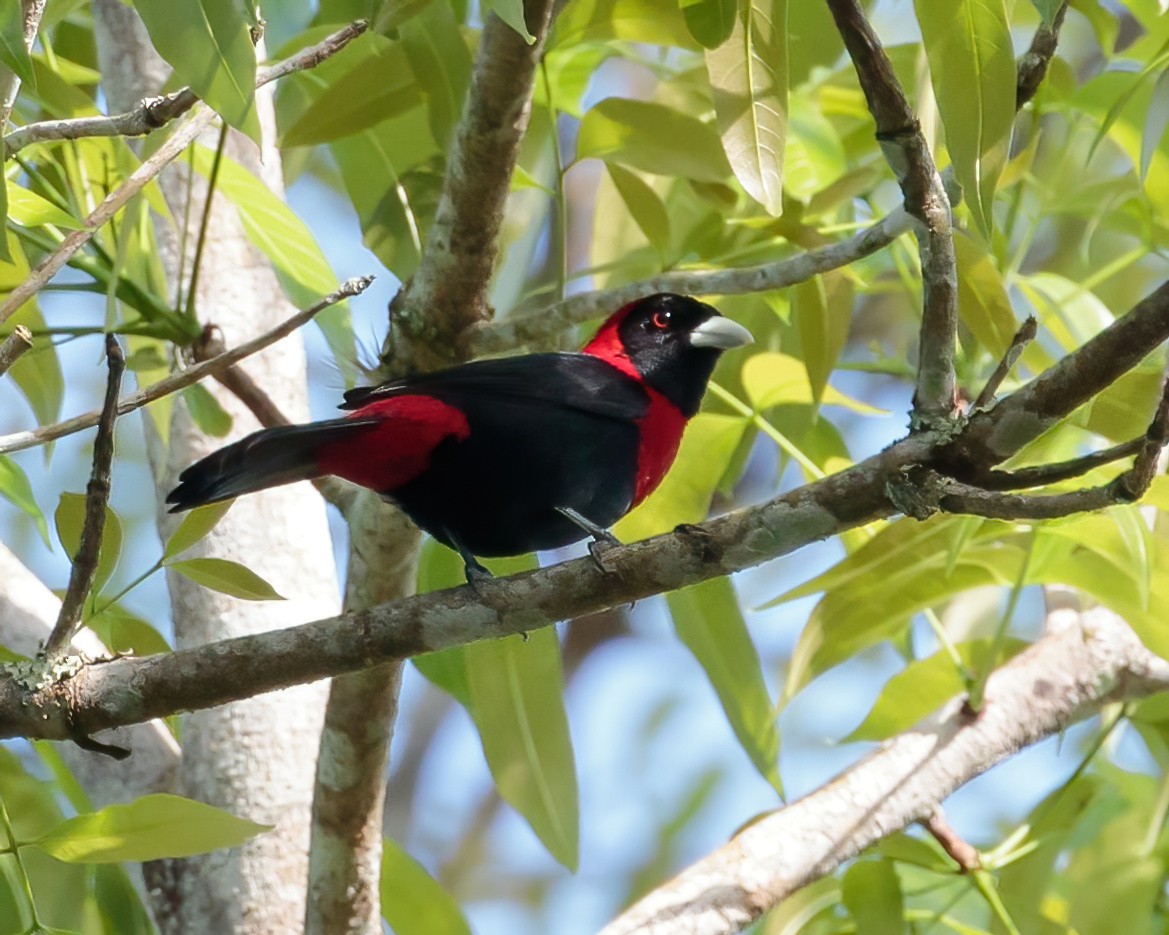 Crimson-collared Tanager - ML616415376