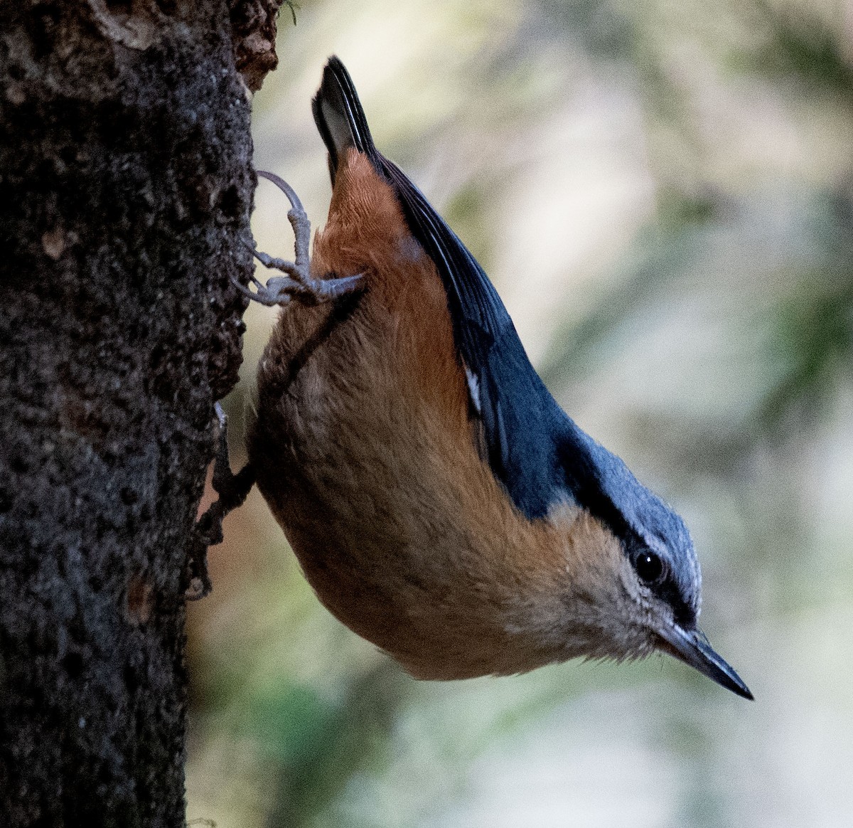 White-tailed Nuthatch - ML616415399