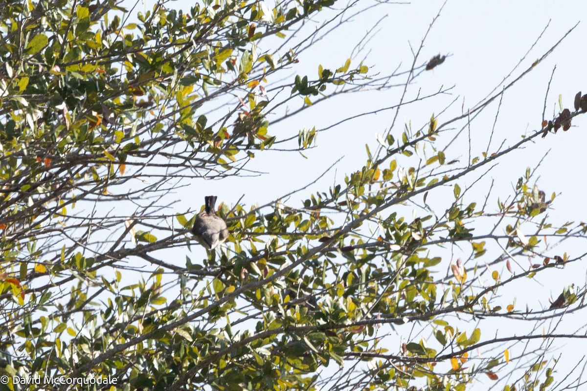 Tyrannus sp. (à ventre jaune) - ML616415408