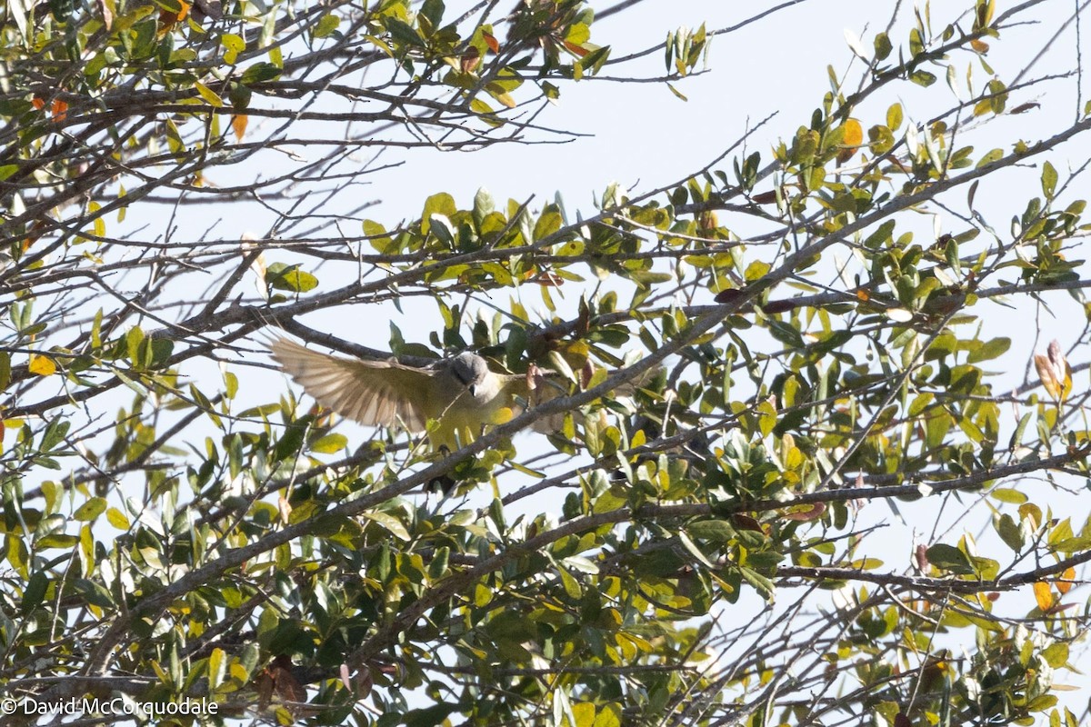 yellow-bellied kingbird sp. - ML616415409