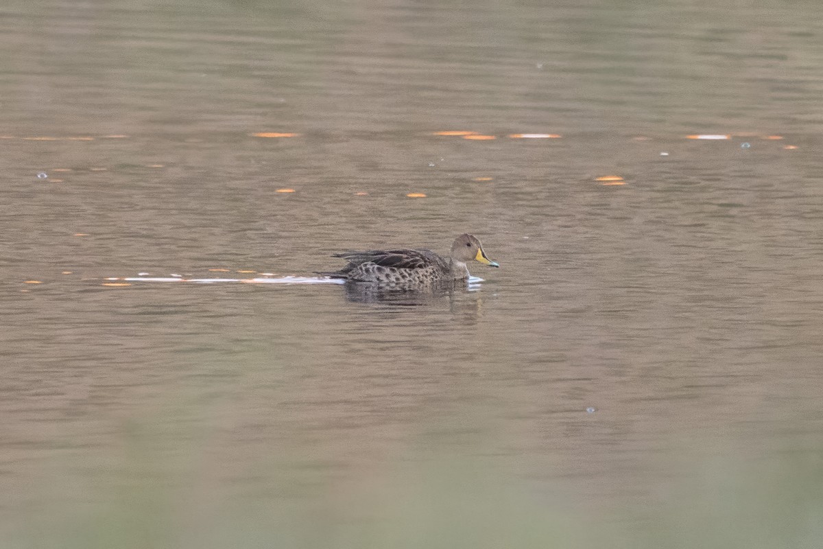 Yellow-billed Pintail - ML616415480