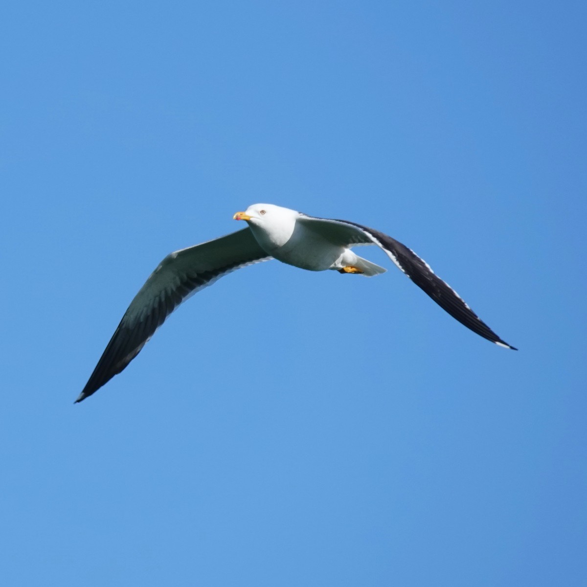Lesser Black-backed Gull - marcel finlay