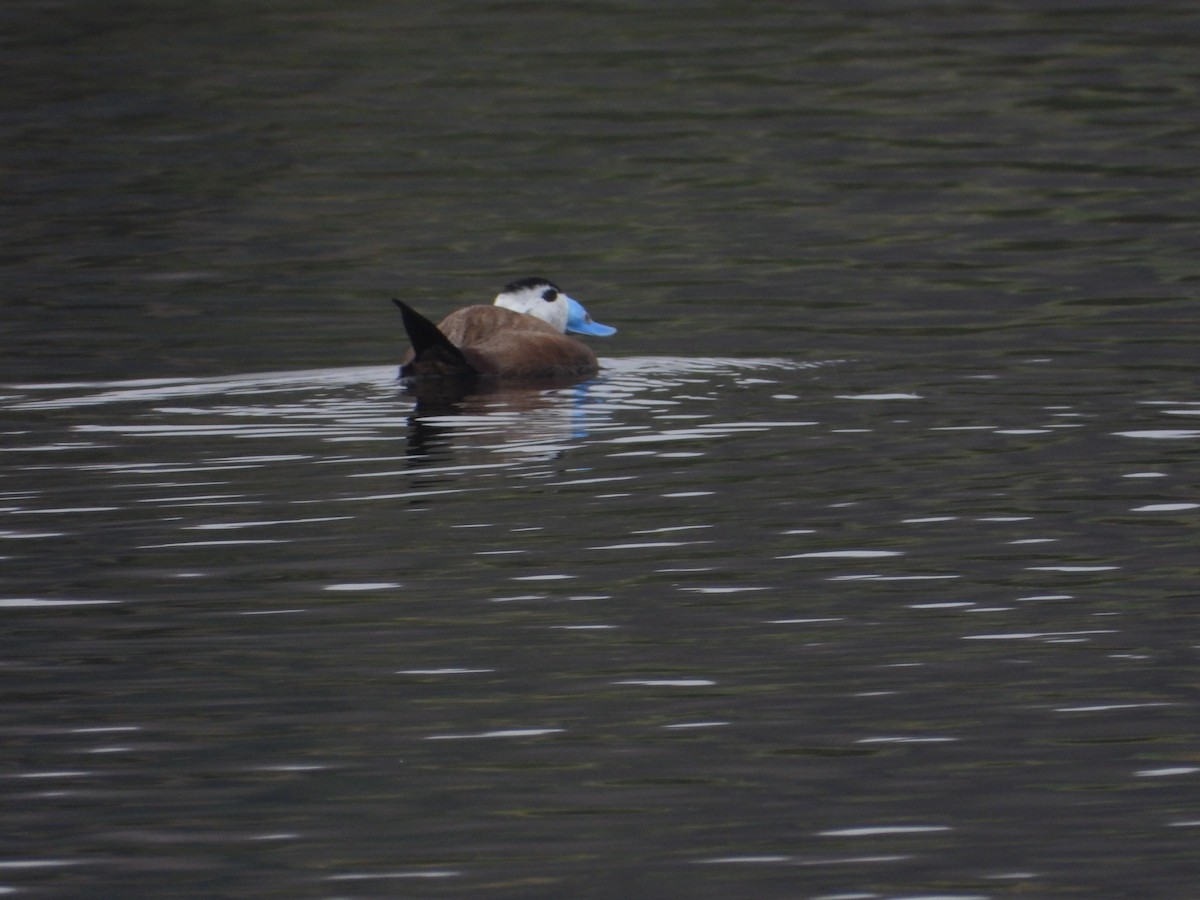 White-headed Duck - Thibault Dieuleveut