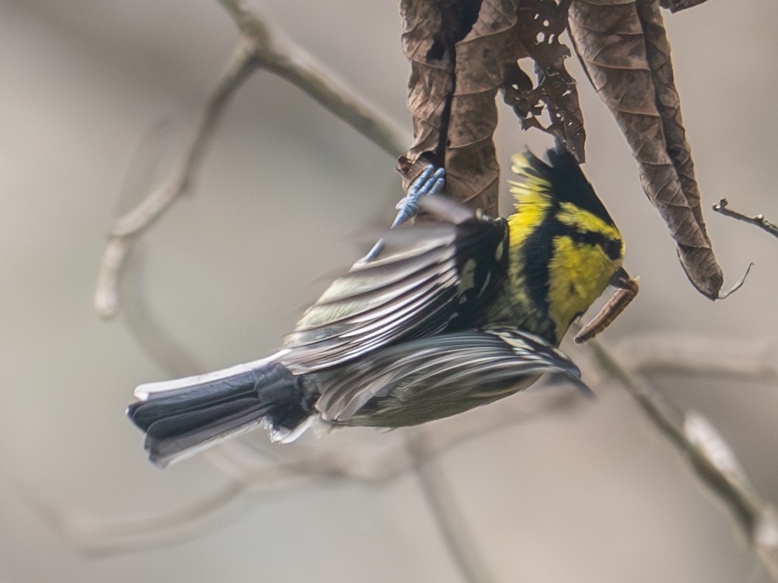 Yellow-cheeked Tit - ML616415588