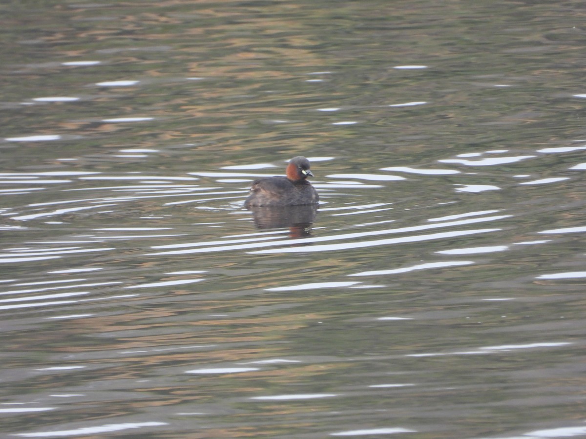 Little Grebe - ML616415592