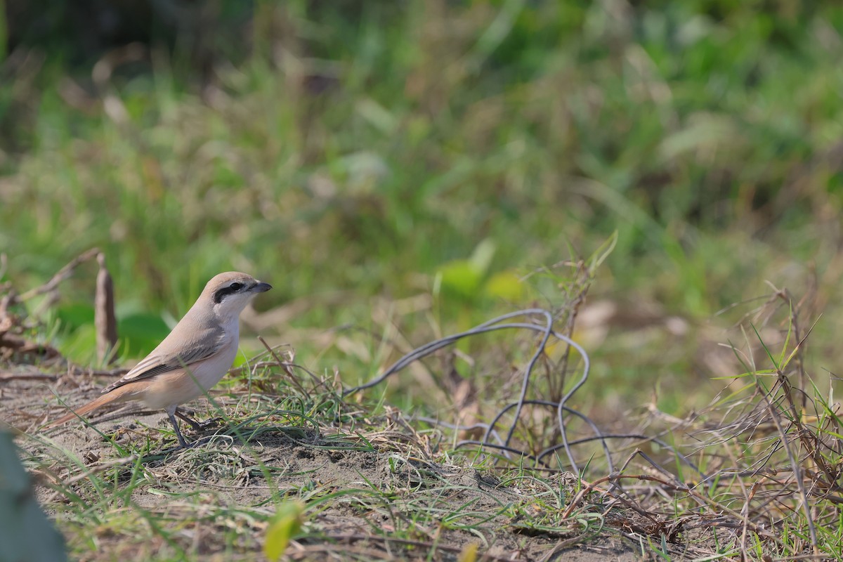 Isabelline Shrike - ML616415615