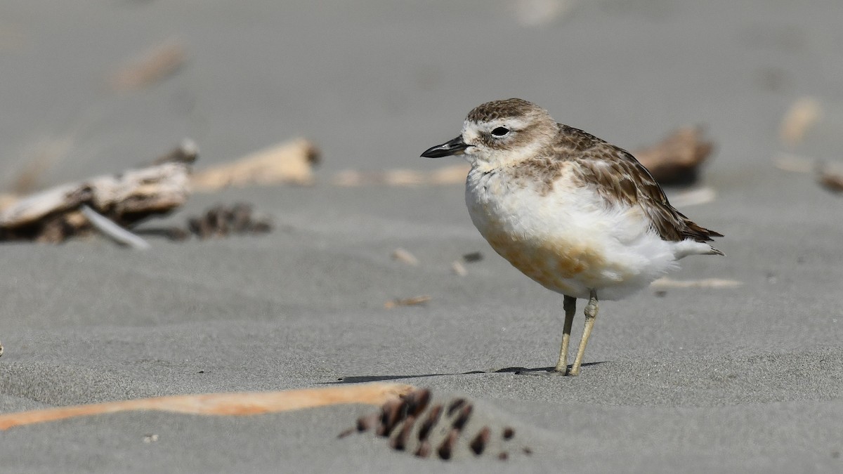 Red-breasted Dotterel - ML616415616