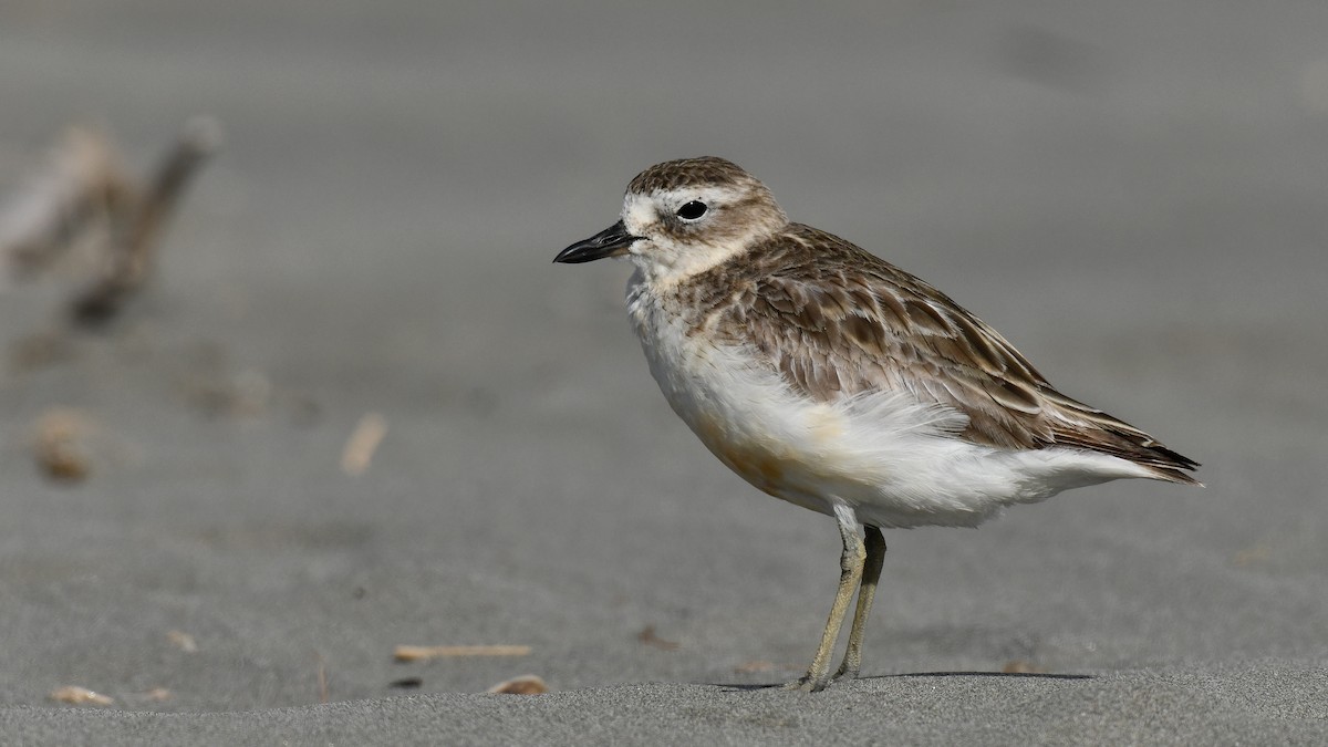 Red-breasted Dotterel - ML616415627