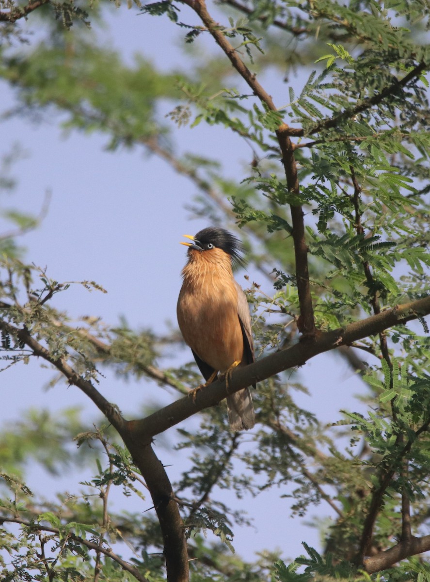 Brahminy Starling - ML616415648