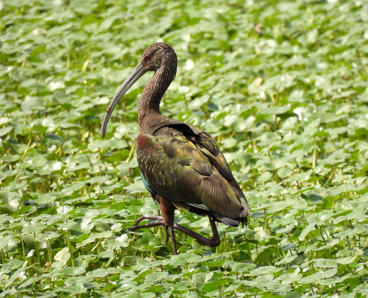 Ibis à face blanche - ML616415655