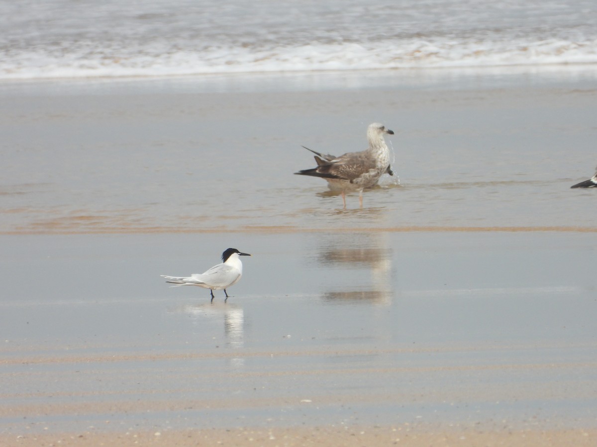 Sandwich Tern - Thibault Dieuleveut