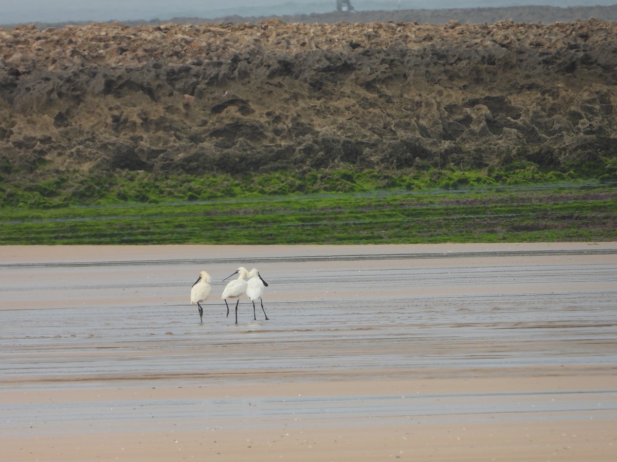 Eurasian Spoonbill - Thibault Dieuleveut