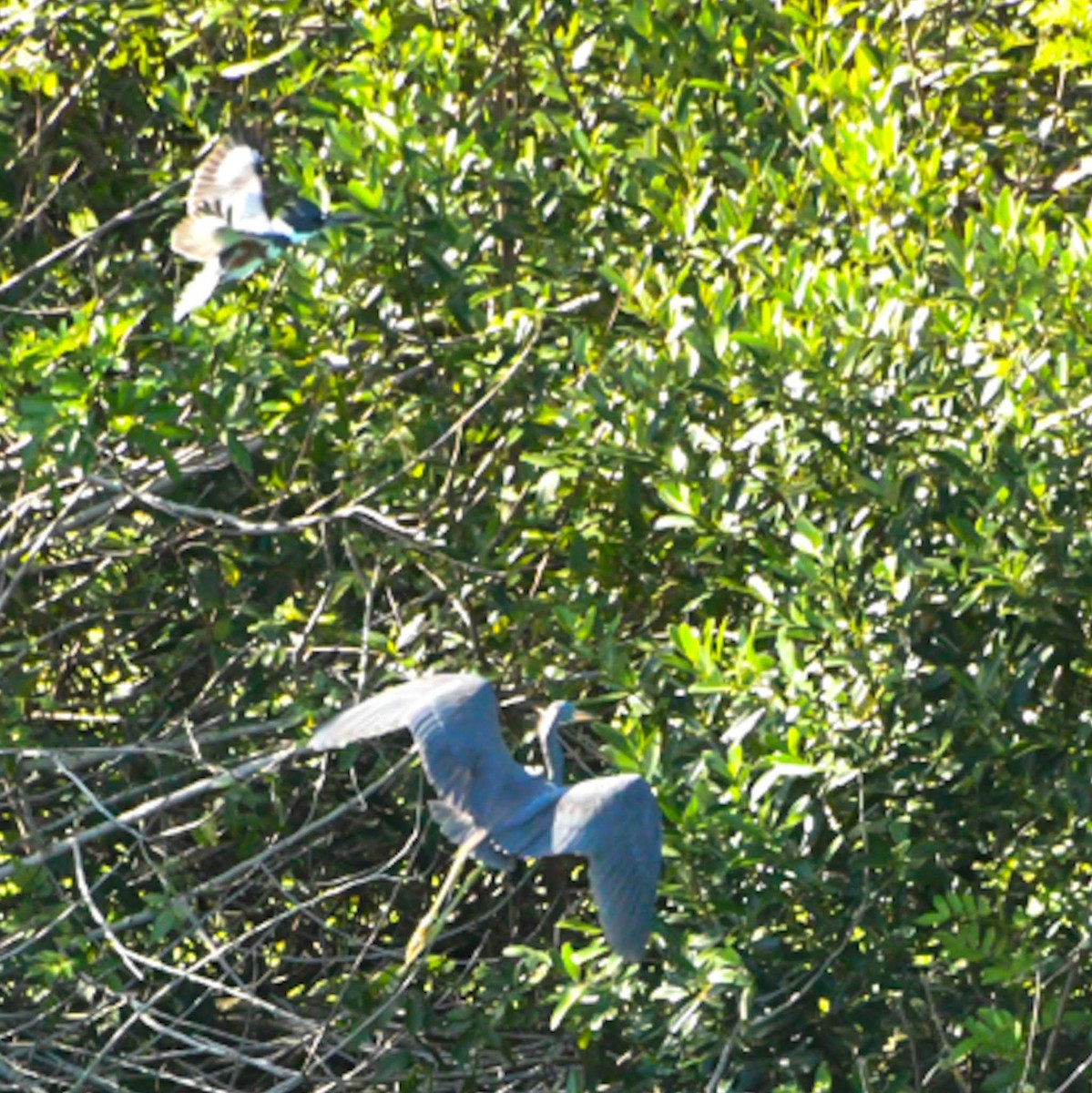 Little Blue Heron - Peter Kemp