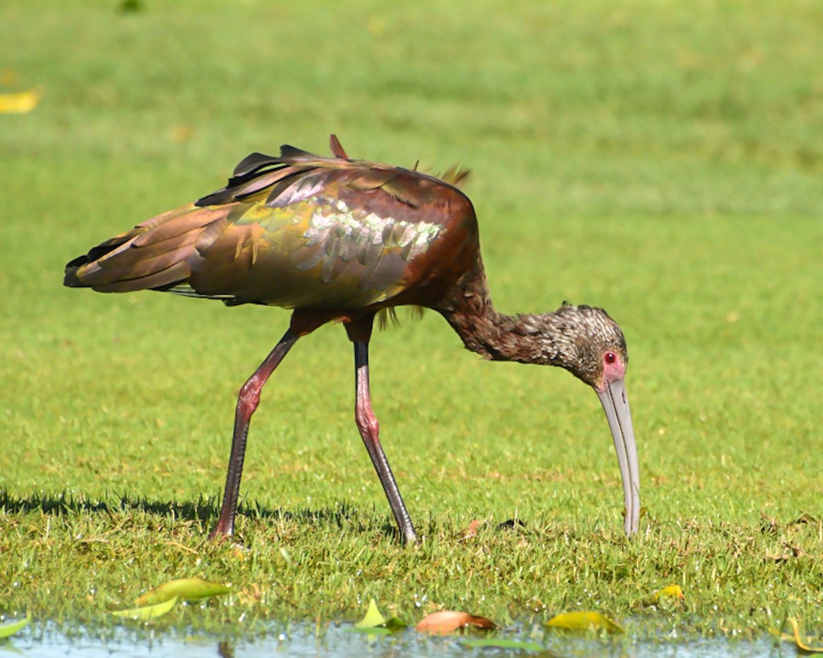 White-faced Ibis - ML616415684