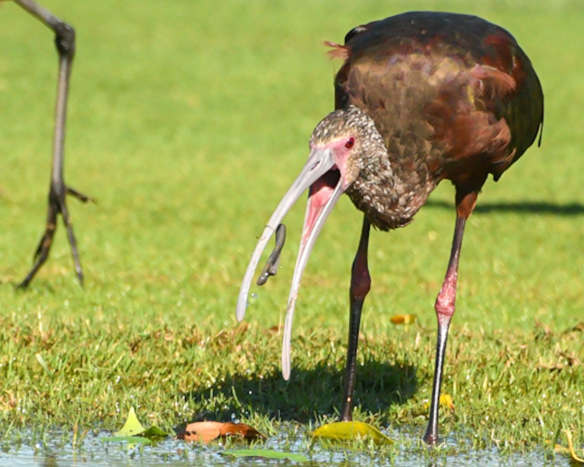 White-faced Ibis - ML616415685